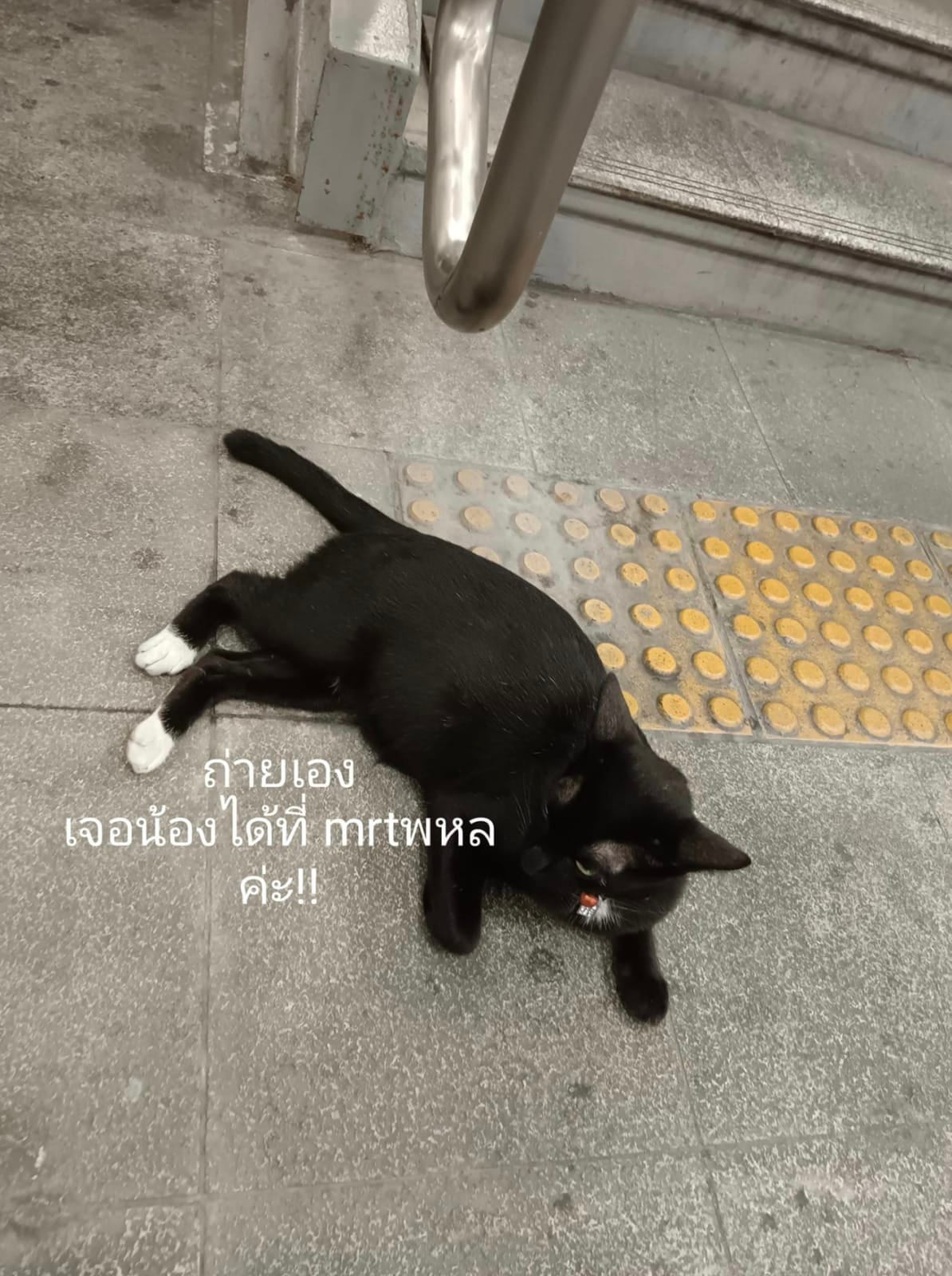 พิกัดแมวดำ MRT พหลโยธิน black cat with white socks
