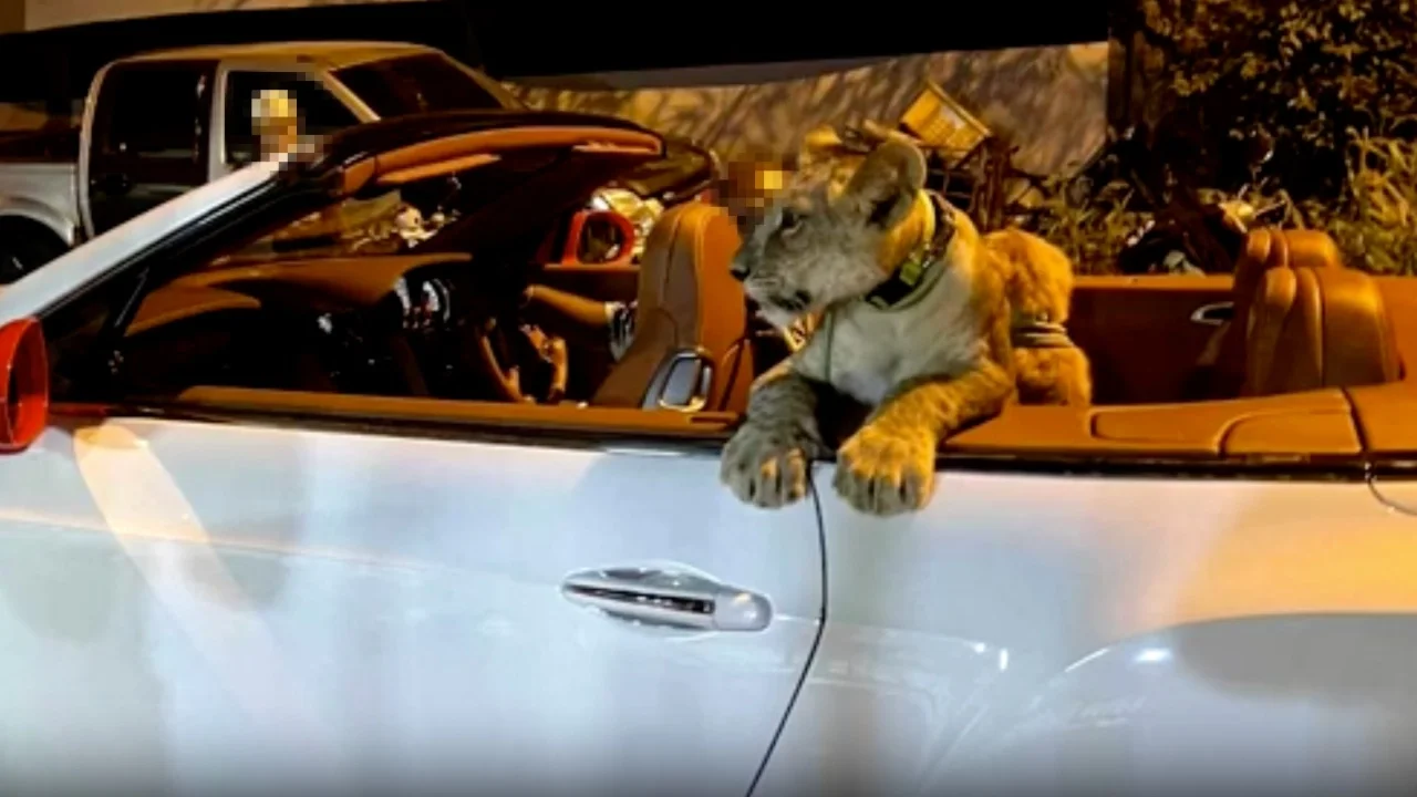 ลูกสิงโตนั่งรถเบนท์ลีย์ชมวิว 1