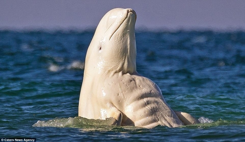 วาฬเบลูก้า (Beluga Whale)