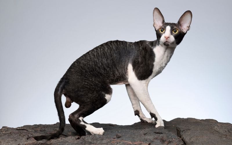 แมวค็อกนิช เร็กซ์ (Cornish Rex Cat)