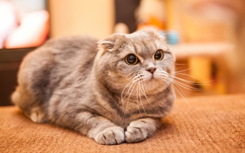 แมวสก็อตติช โฟลด์ (Scottish Fold Cat)