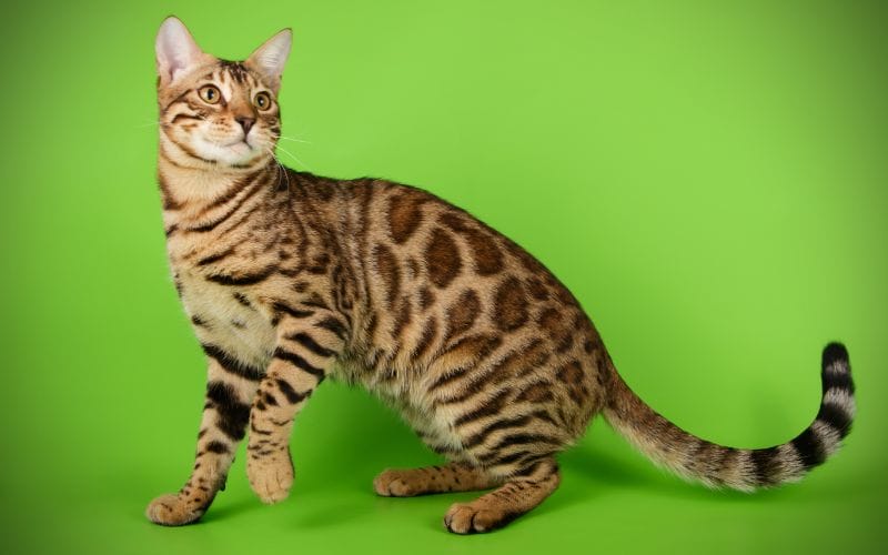 แมวเบงกอล (Bengal Cat)
