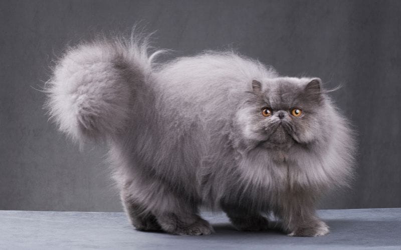 แมวเปอร์เซีย (Persian Cat)