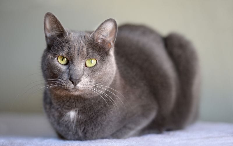 แมวโคราช หรือแมวสีสวาด (Korat Cat)
