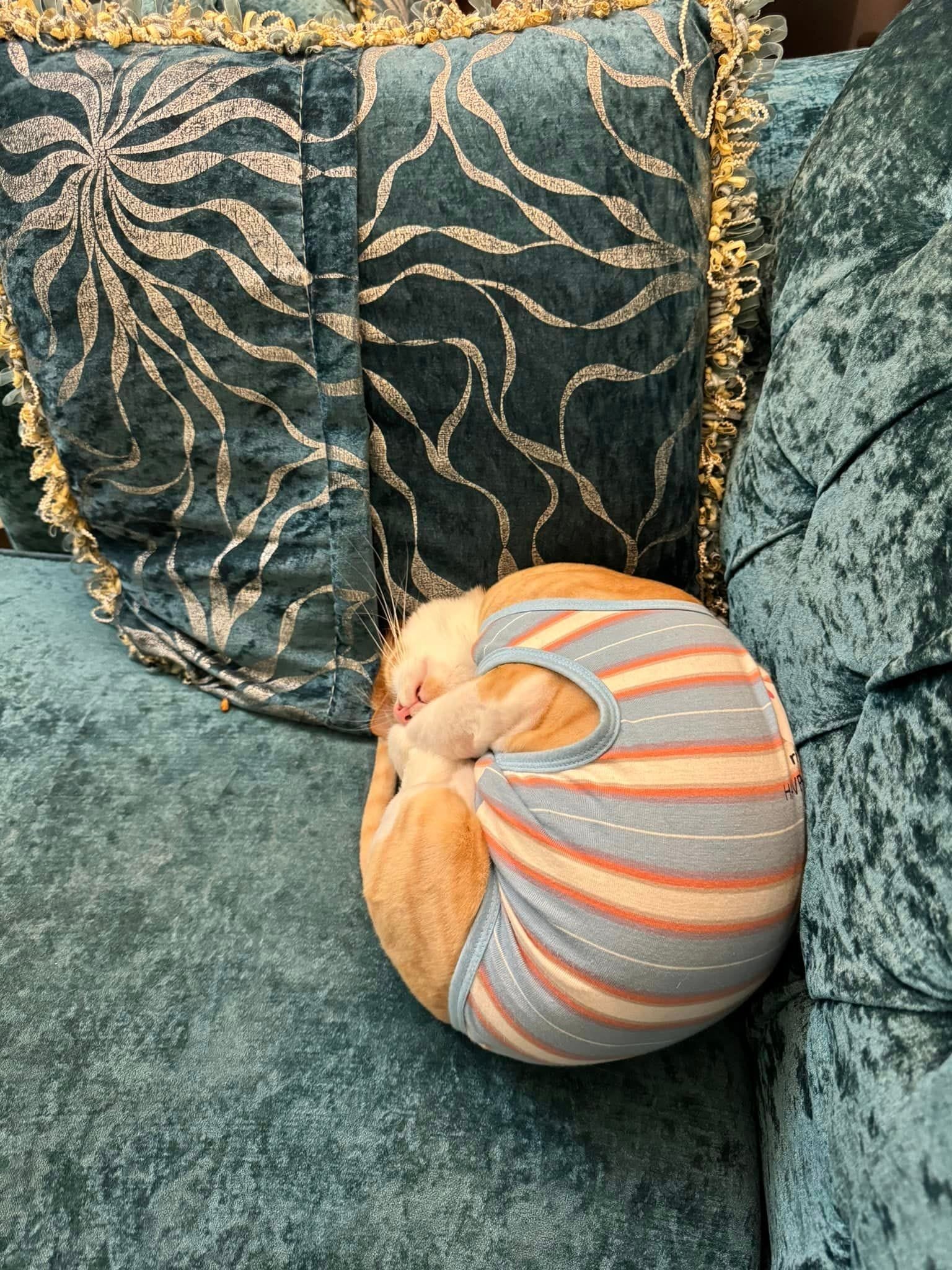 แมวส้มแปลงร่างเป็นหอย
