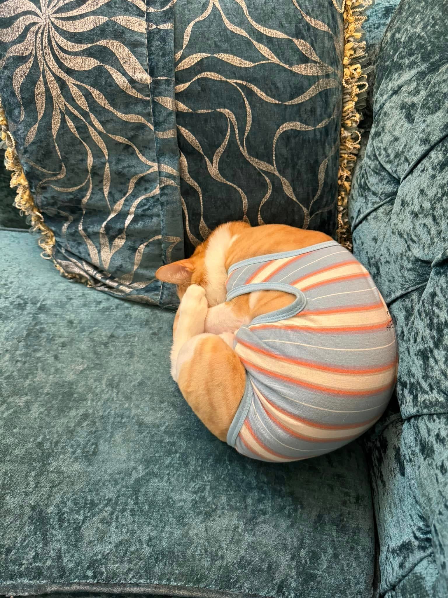แมวส้มแปลงร่างเป็นหอย