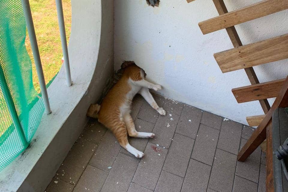 แมวส้มหัวติดรูกำแพง