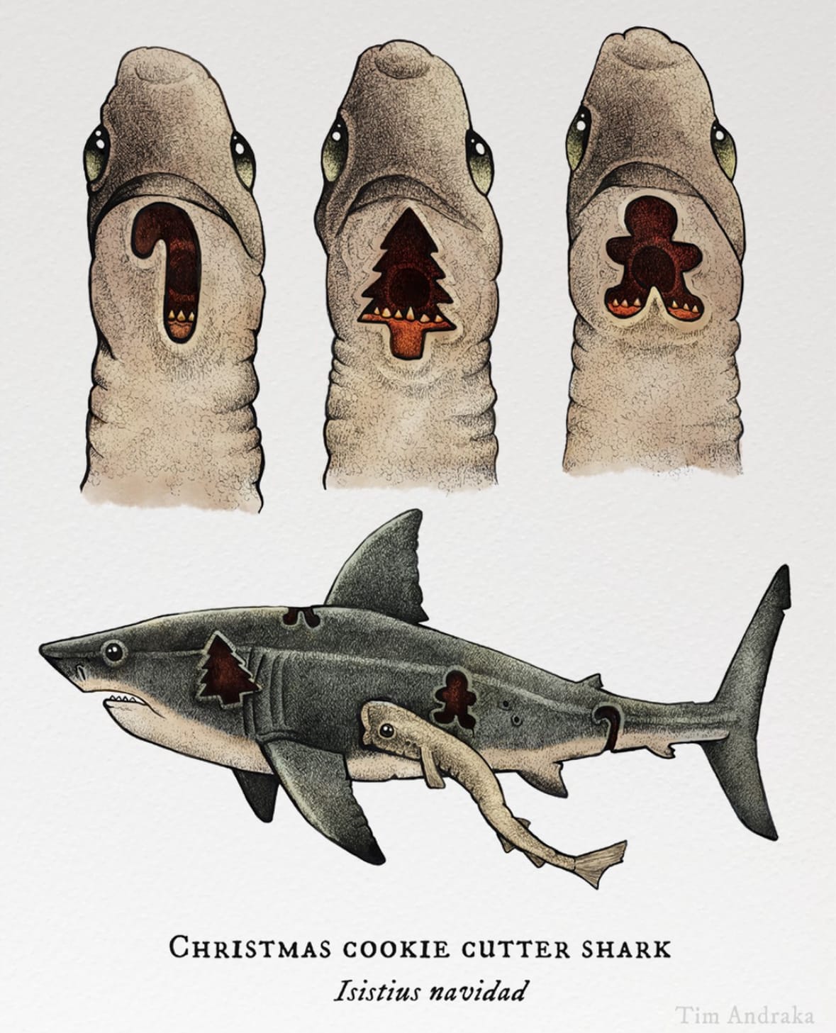 ภาพวาดสัตว์โลกเหนือจริงสุดฮา สารานุกรมภาพวิทยาศาสตร์ ศิลปิน Tim Andraka