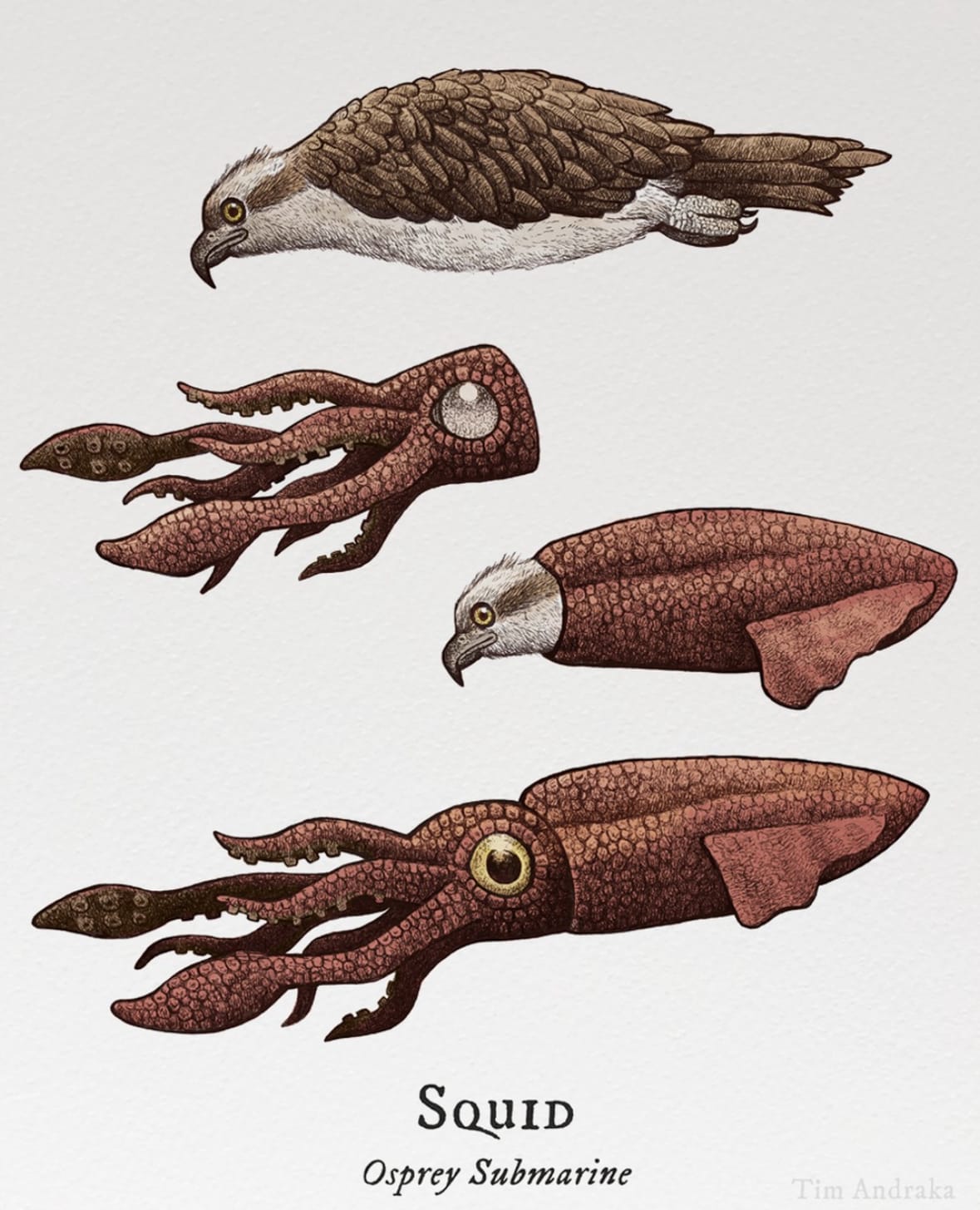ภาพวาดสัตว์โลกเหนือจริงสุดฮา สารานุกรมภาพวิทยาศาสตร์ ศิลปิน Tim Andraka