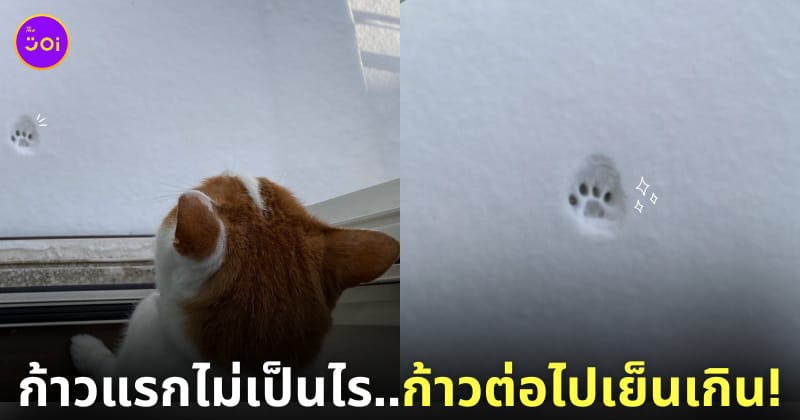 แมวเหยียบพื้นหิมะแค่ 1 ก้าว