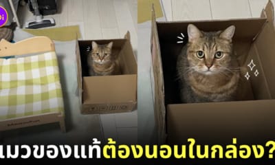 แมวชอบอยู่ในกล่องลังมากกว่าเตียงแมว