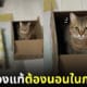 แมวชอบอยู่ในกล่องลังมากกว่าเตียงแมว