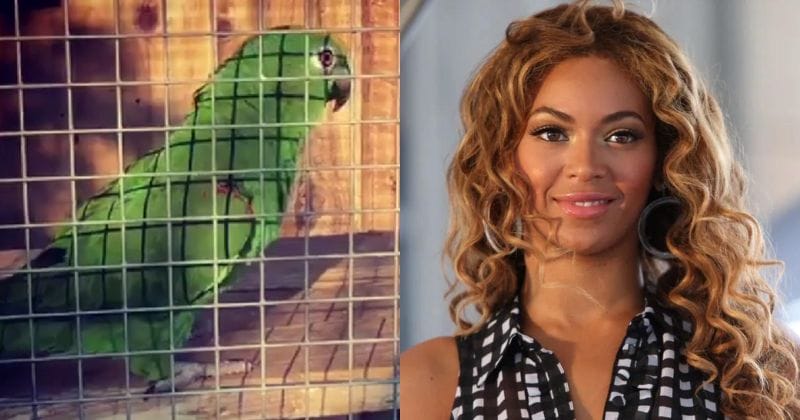 chico parrot beyonce