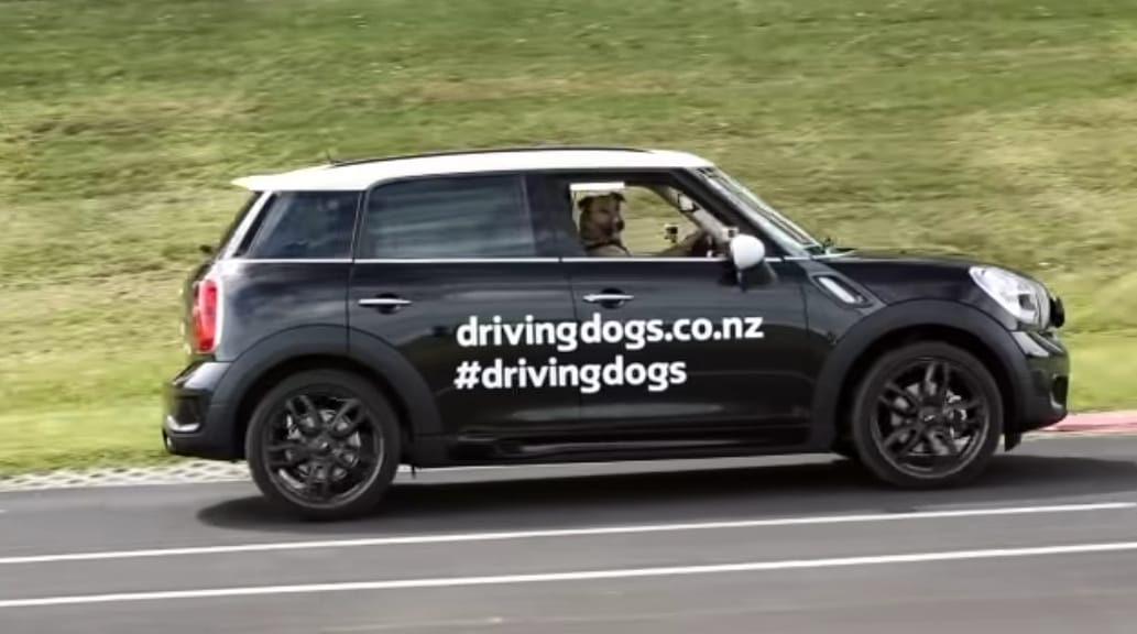 นิวซีแลนด์สอนหมาขับรถ 