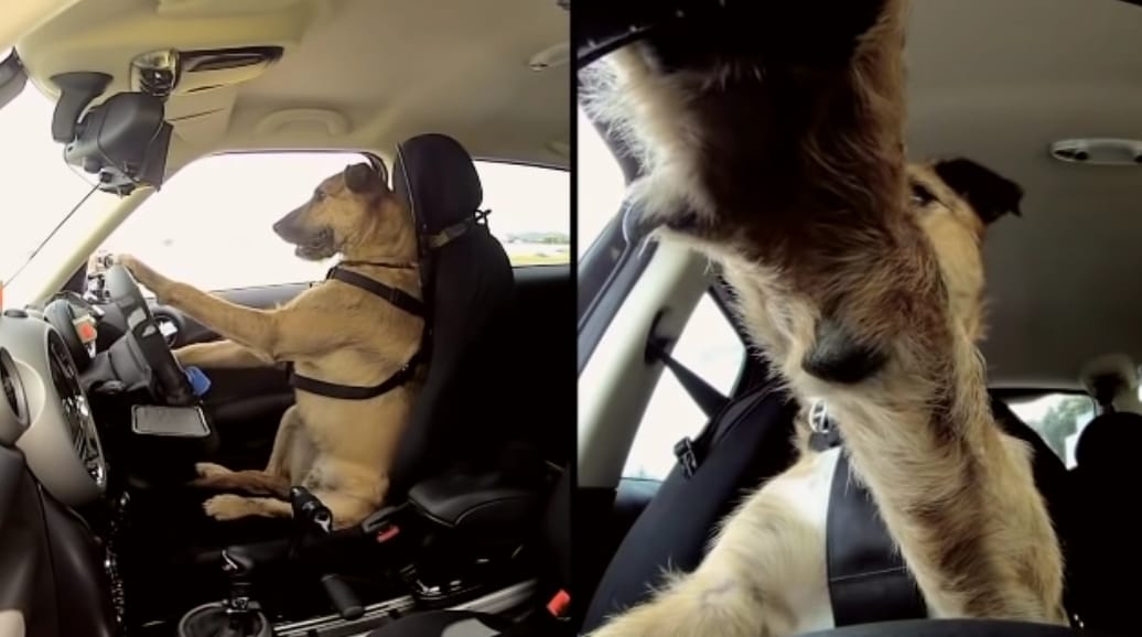 นิวซีแลนด์สอนหมาขับรถ