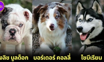 ปก 14 สายพันธุ์สุนัขที่มีดวงตาสีฟ้าโดยธรรมชาติ