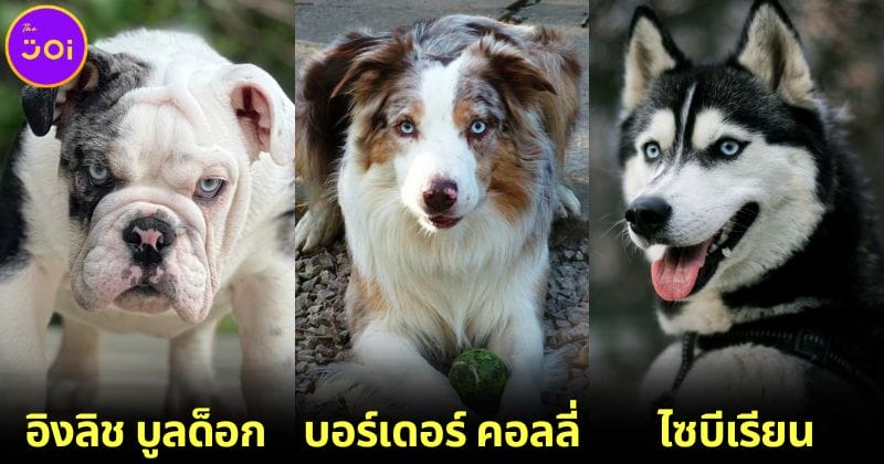 ปก 14 สายพันธุ์สุนัขที่มีดวงตาสีฟ้าโดยธรรมชาติ