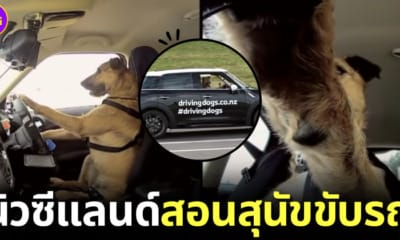 ปก Scpa นิวซีแลนด์สอนหมาจรขับรถ