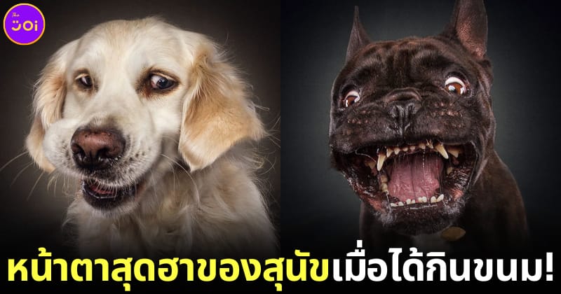 ปก หน้าตาสุนัขเมื่อได้กินขนม