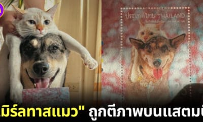 ปก เมิร์ลทาสแมว ถูกตีพิมพ์บนแสตมป์ไปรษณีย์ไทย วันรักสัตว์เลี้ยงโลก