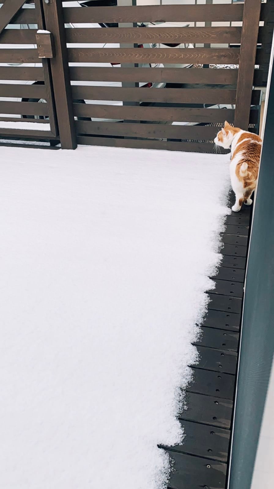 แมวเหยียบพื้นหิมะแค่ 1 ก้าว