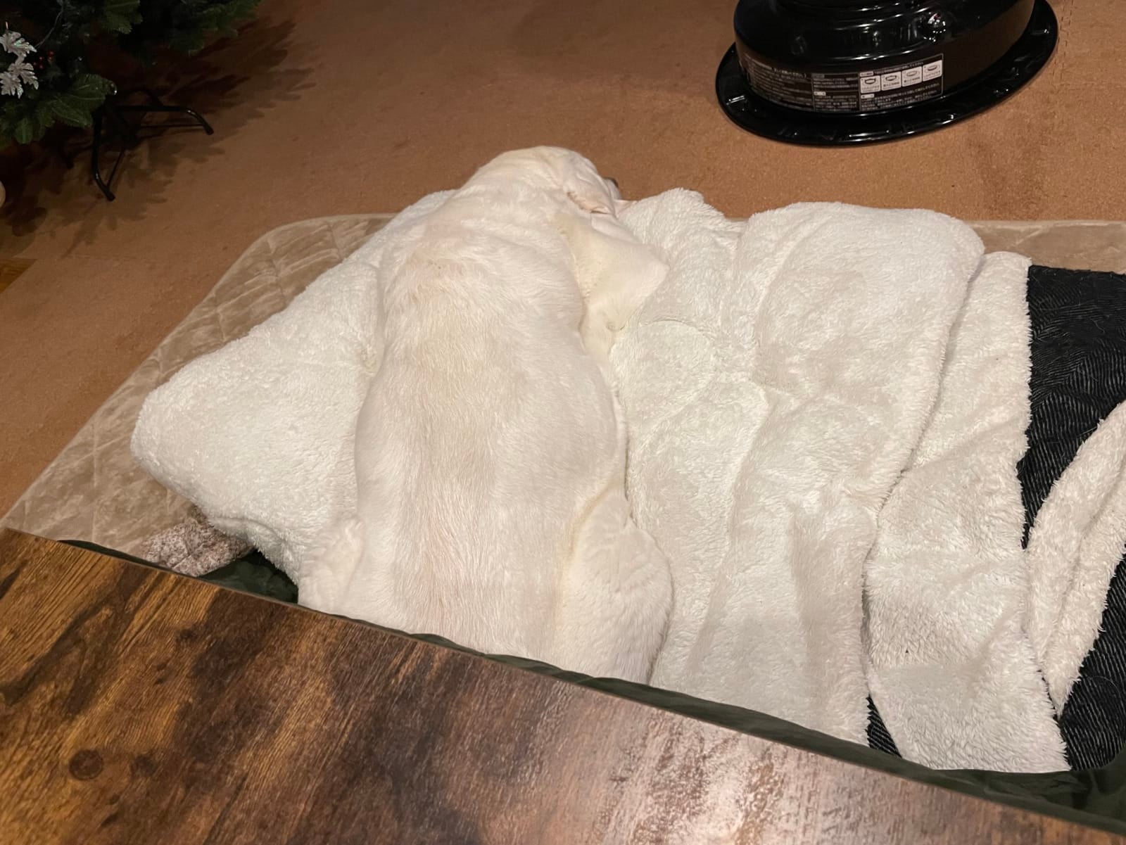 หมาญี่ปุ่น ลาบราดอร์สีขาว ผ้าห่ม