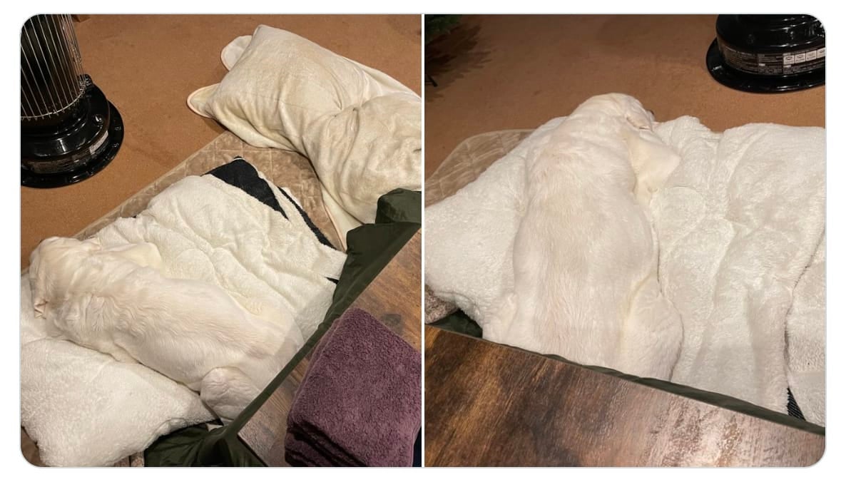 หมาญี่ปุ่น ลาบราดอร์สีขาว ผ้าห่ม
