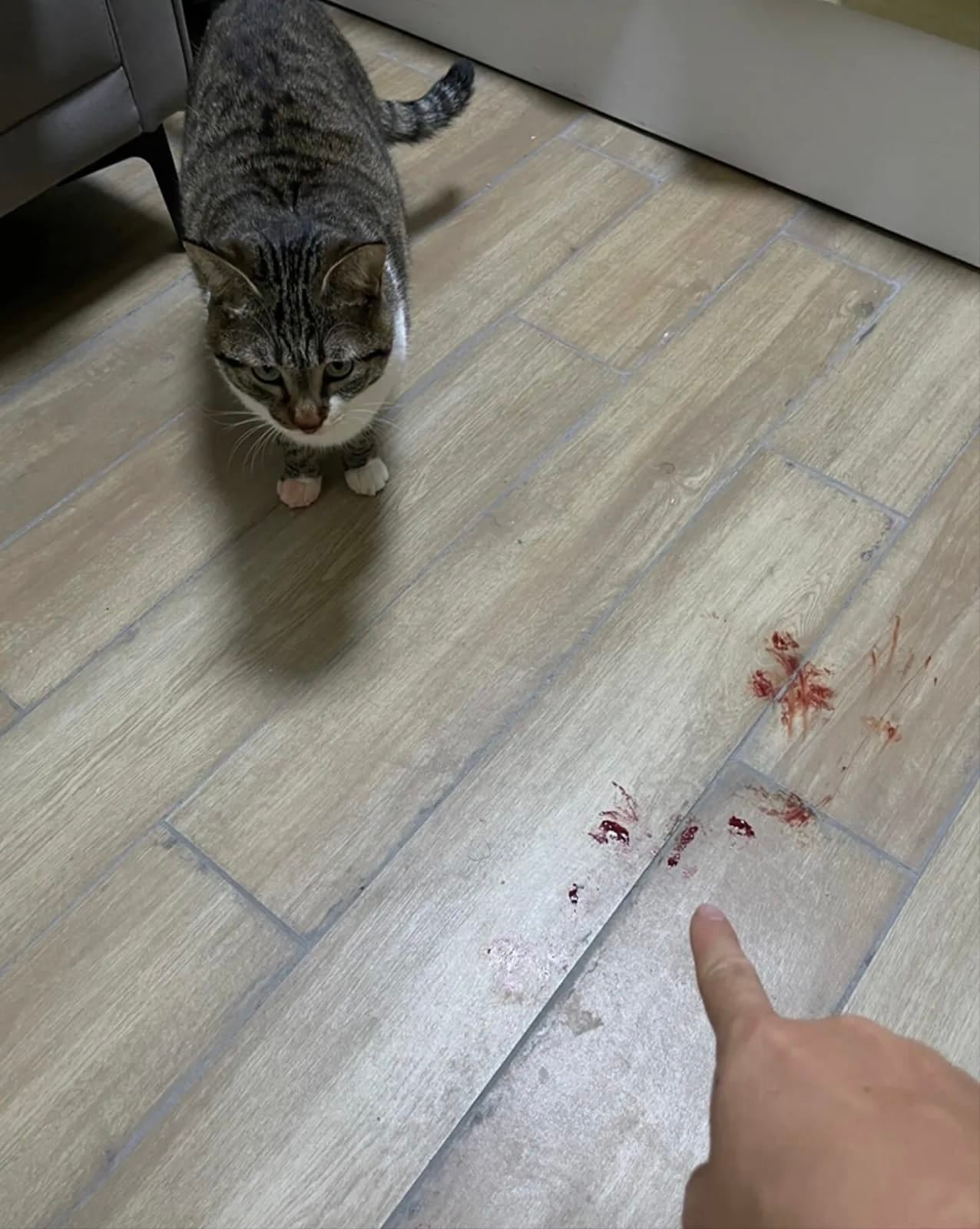 แมวเหยียบแคปซูลสีแดง เหมือนรอยเลือดบนพื้นห้อง