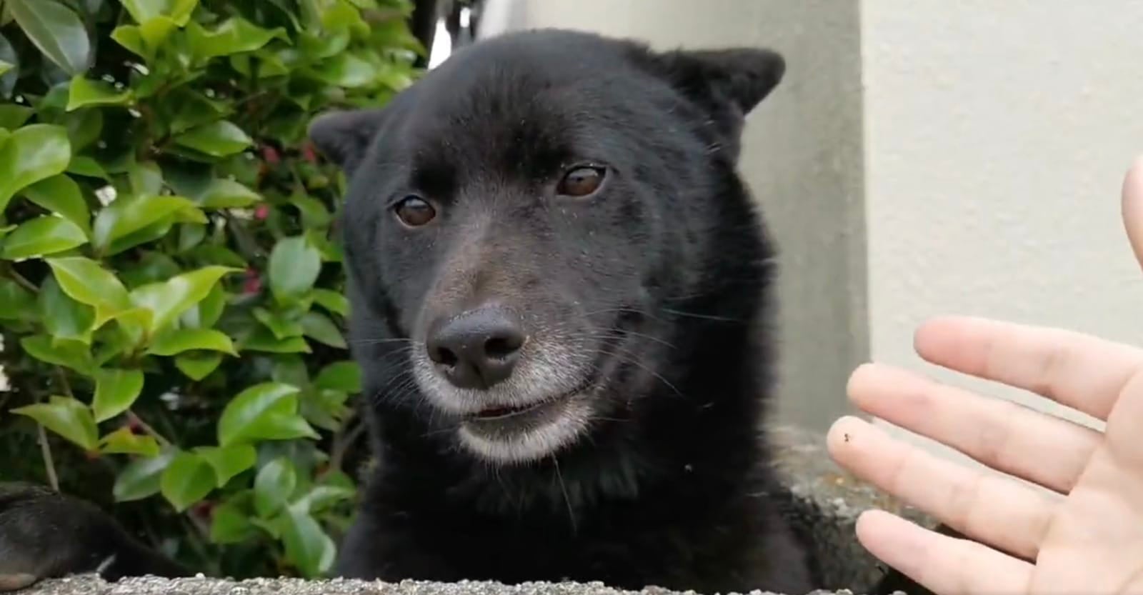 หมานาโอะเหมือนหมีดำ