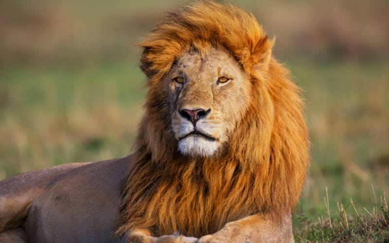 สิงโต (Lion)