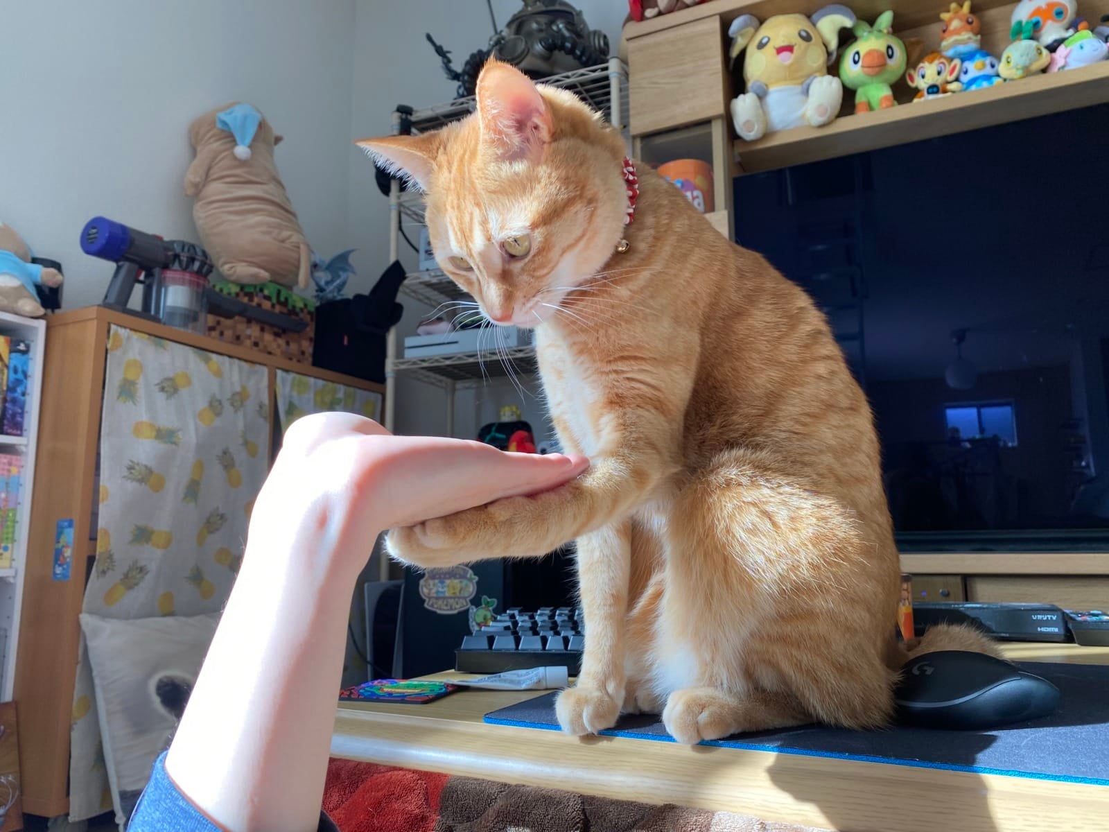 สาวญี่ปุ่น ขอแมวส้มขอมือ