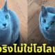 Zoro แมวสีฟ้าน้ำเงิน เหมือนโฮโลแกรม รัสเซียนบลู