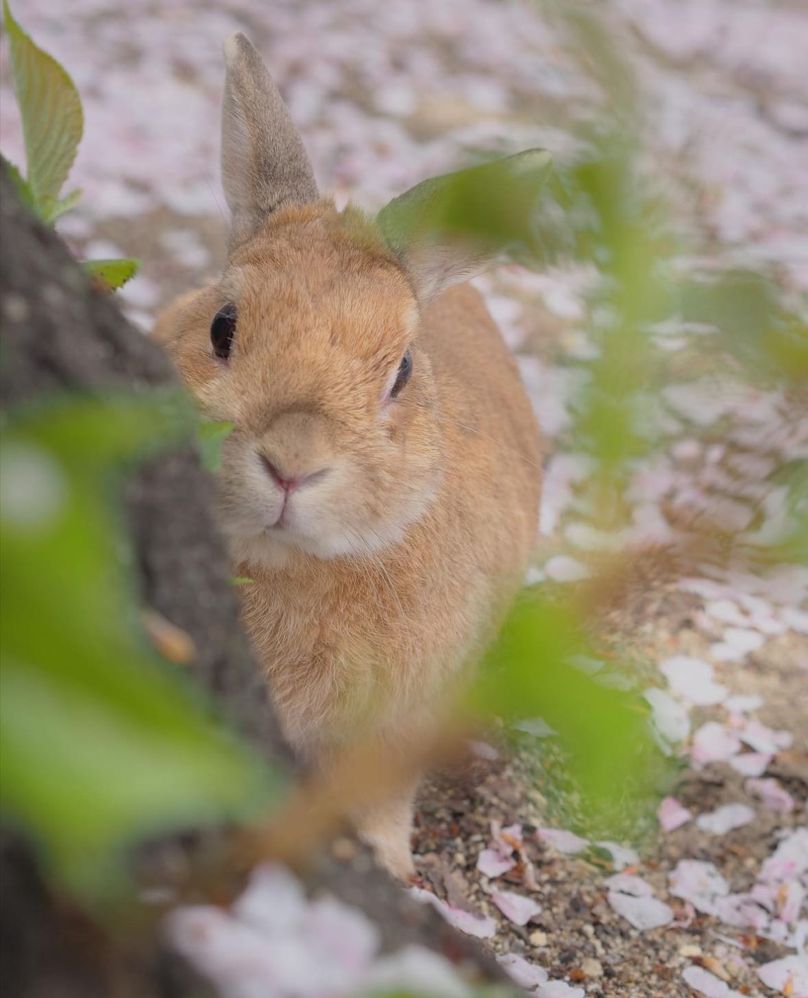 ภาพถ่ายกระต่าย กาตุ่ย น่ารัก usausausa1201