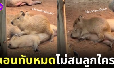 คลิปหมามะพร้าวเด็กนอนทับบนตัวพี่น้องในคอกเดียวกัน
