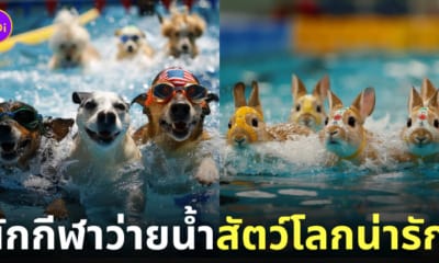 นักกีฬาว่ายน้ำ สัตว์โลก ต่างประเทศ Animal Olympics 2024 Ai