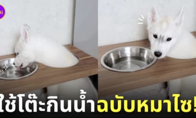 คลิปลูกหมาไซมุดโต๊ะกินน้ำ ใช้โต๊ะกินน้ำแบบผิดวิธี