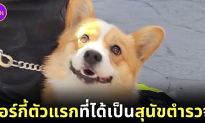 สุนัขตำรวจคอร์กี้ตัวแรกของจีน