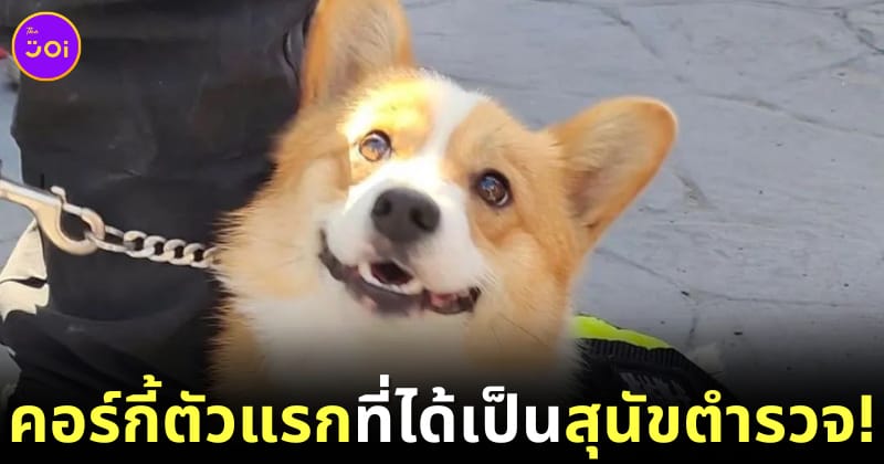 สุนัขตำรวจคอร์กี้ตัวแรกของจีน