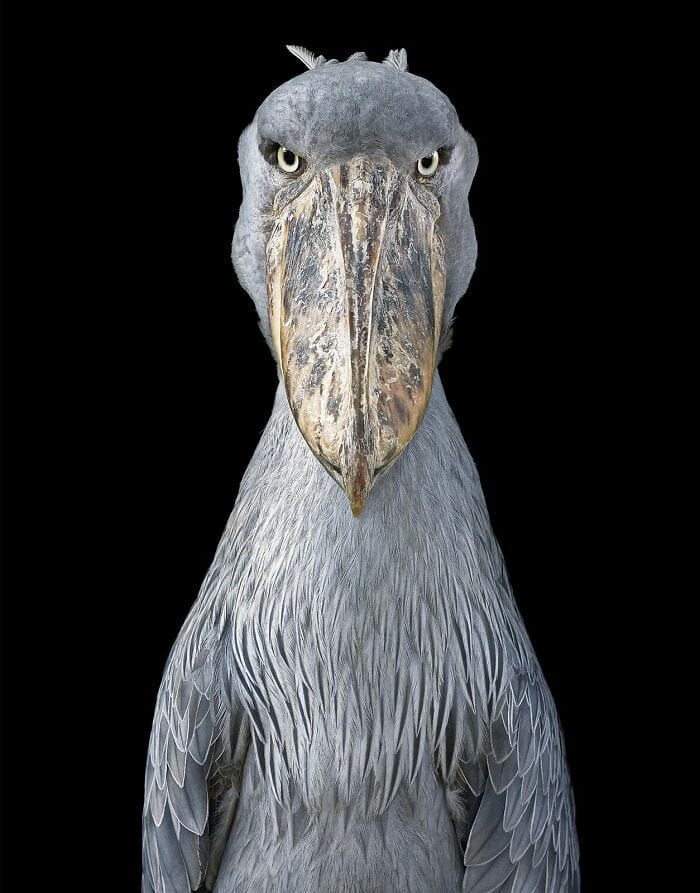 นกกระสาปากพลั่ว (Shoebill)