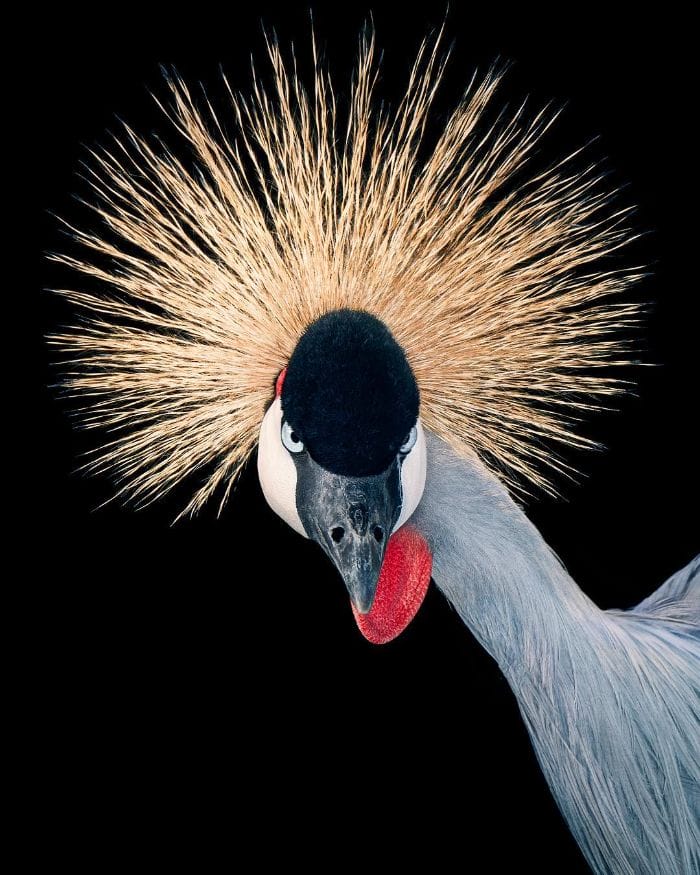 นกกระเรียนมงกุฎเทา (The Grey Crowned Crane)