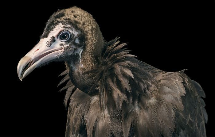 นกกะรางหัวขวาน (Hooded Vulture)