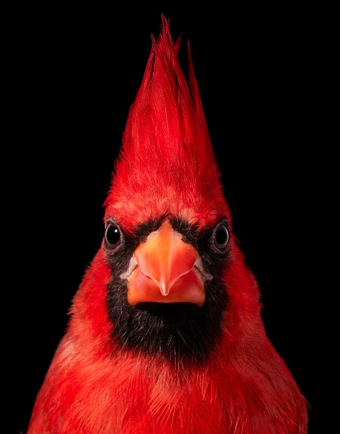 นกคาร์ดินัลแดง (Northern Red Cardinal)