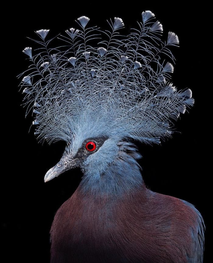 นกพิราบหงอนวิคตอเรีย (Victoria Crowned Pigeon)