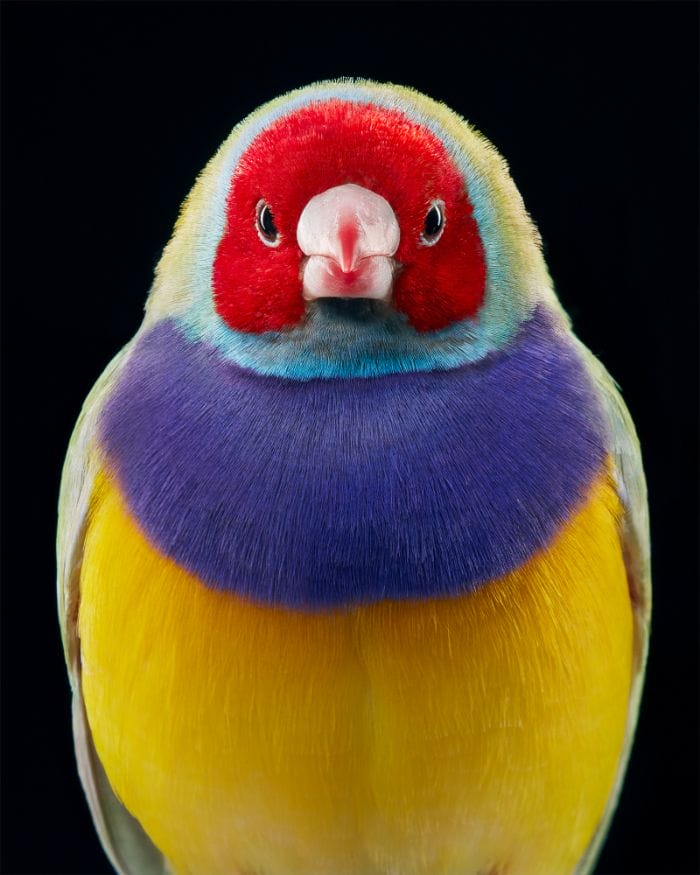 นกฟินช์เจ็ดสี (The Gouldian Finch)