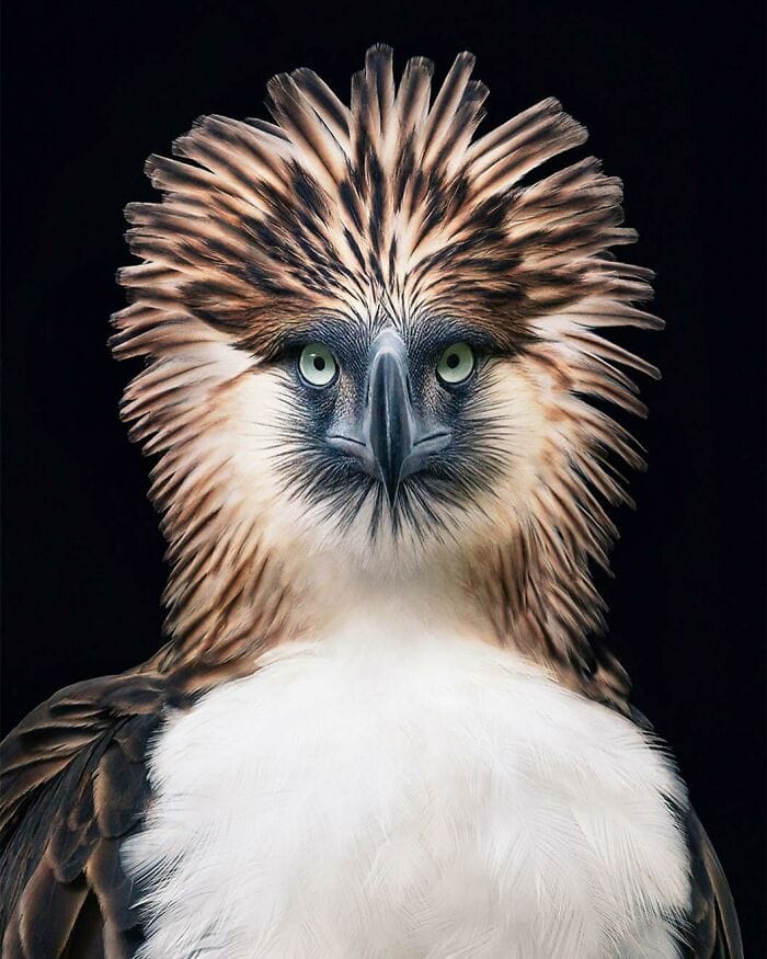 นกอินทรีฟิลิปปิน (The Philippine Eagle)