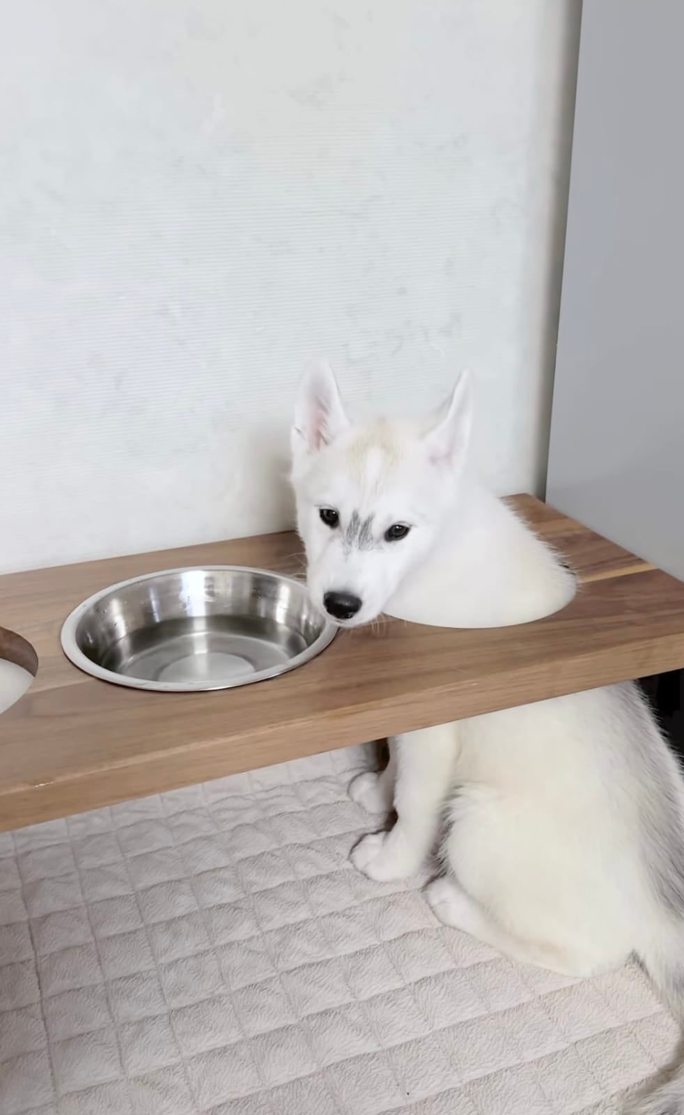 คลิปลูกหมาไซมุดโต๊ะกินน้ำ ใช้โต๊ะกินน้ำแบบผิดวิธี