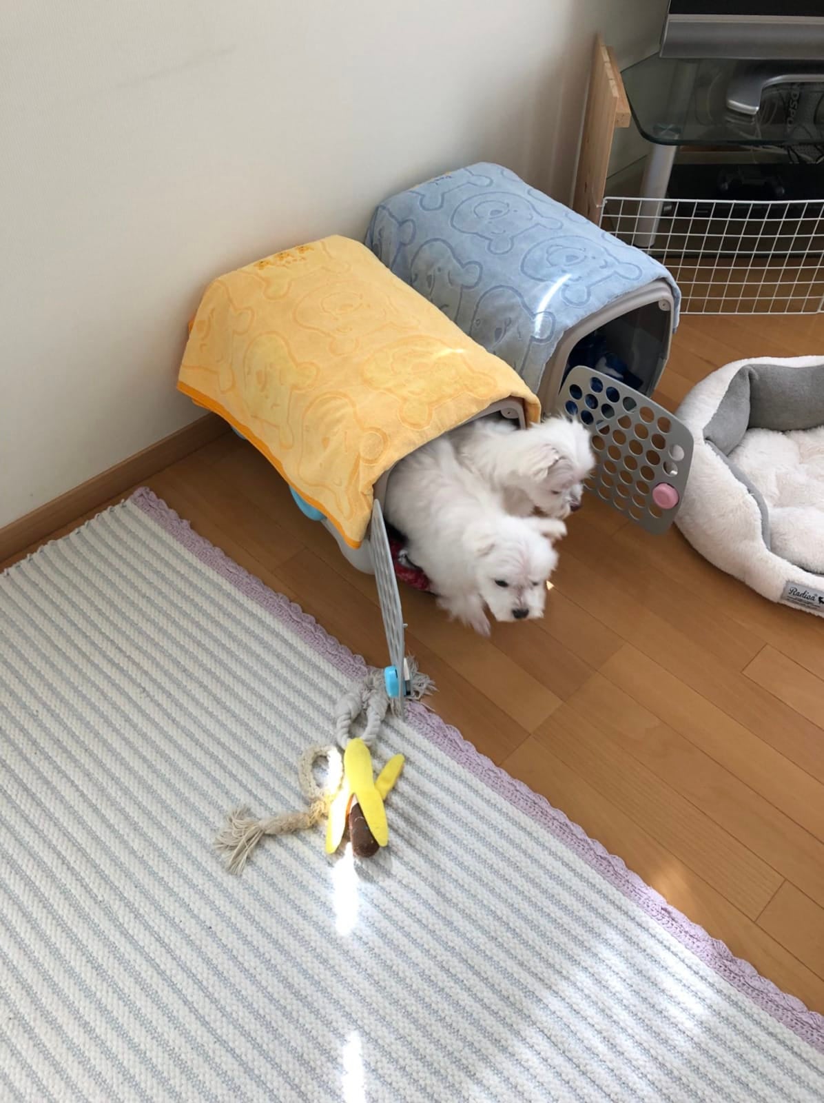 น้องหมาชอบนอนอยู่กรงเดียวกัน