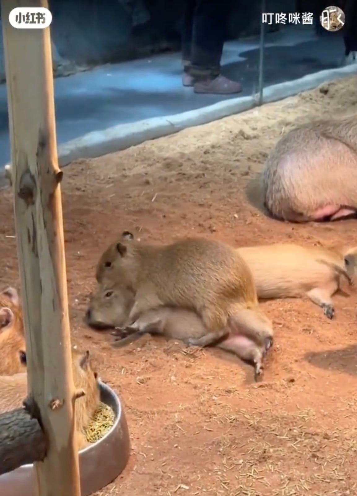 คลิปหมามะพร้าวเด็กนอนทับบนตัวพี่น้องในคอกเดียวกัน
