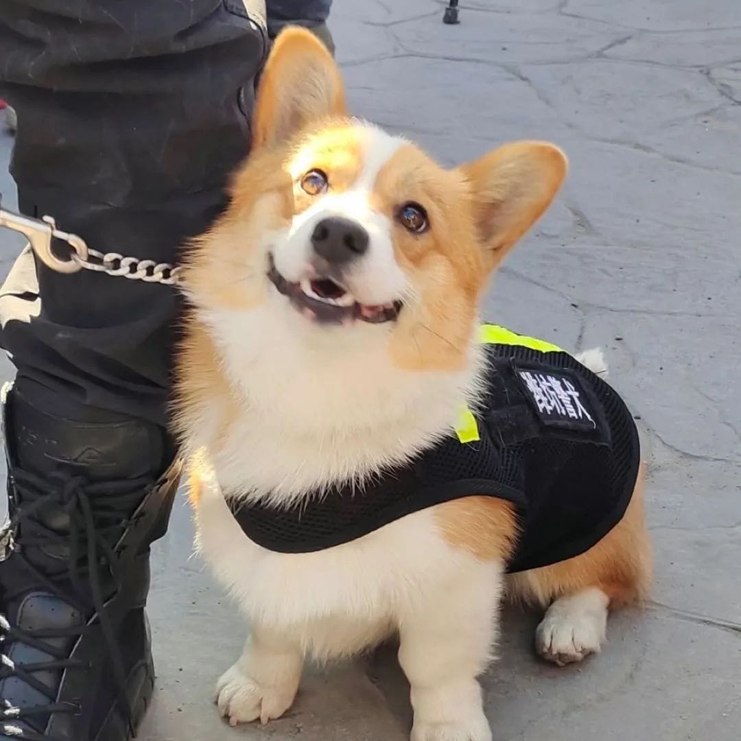 สุนัขตำรวจคอร์กี้