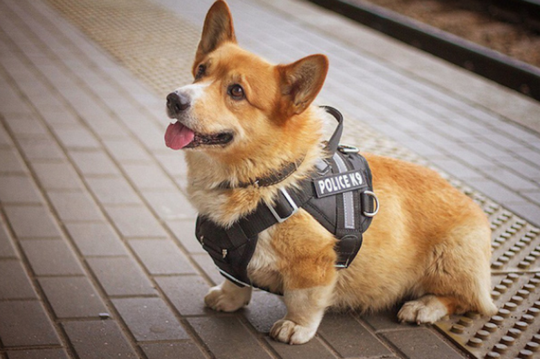 สุนัขตำรวจคอร์กี้ในรัสเซีย